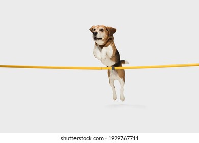 Big old Beagle dog jumping over stick isolated on white background.