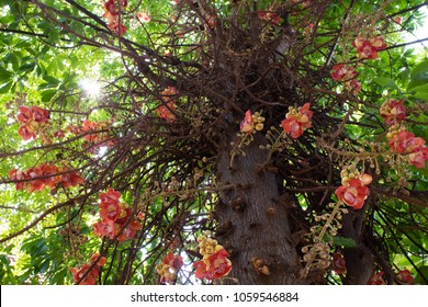 The big old blooming cannonball tree with morning light sun,Couroupita guianensis.