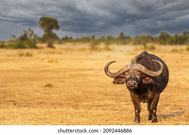 Big old Cape Buffalo Dagga Bull (Syncerus caffer) on a open grass plain with tree and bush in background, Samburu National Park, Kenya