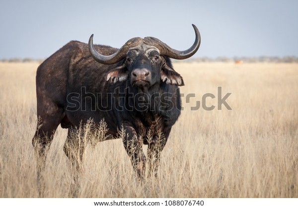 big-old-cape-buffalo-dagga-600w-1088076740.jpg
