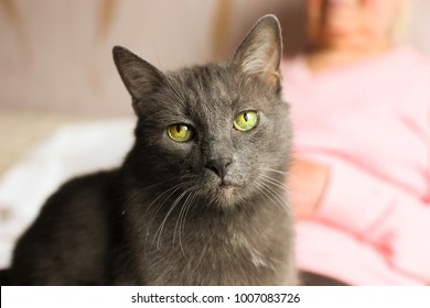 Big old cat sitting on elderly woman's lap. Senior lady resting with her blue russian kitty pet. Mature grumpy cat lying on grandmother's legs, wrinkled hands. Close up, portrait, old friends concept.