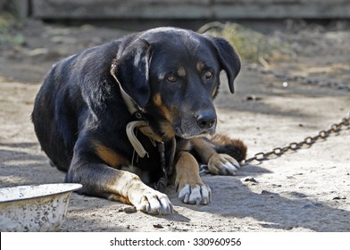 Big Old Dog On Chain