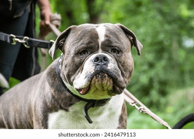 Big old English Bulldog relaxing in the park close up Face - Powered by Shutterstock