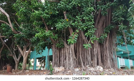 Big Old Ficus Benghalensis Tree.