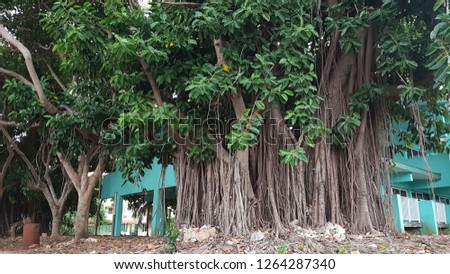 Big old Ficus Benghalensis tree.