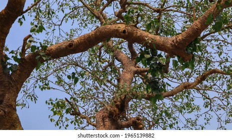 Big Old Indian Banyan Tree In Bangladesh