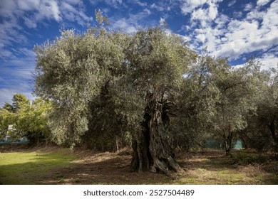Big old olive tree with a structured trunk and green leaves in the late summer. Blue sky with white clouds. Acharavi, Corfu, Greece.