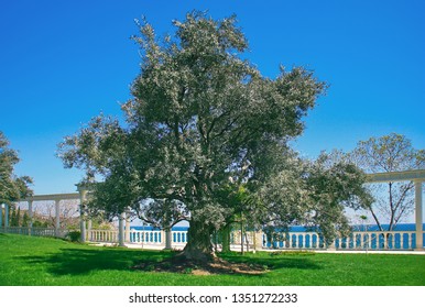 Big and old olive tree under summer sun - Shutterstock ID 1351272233