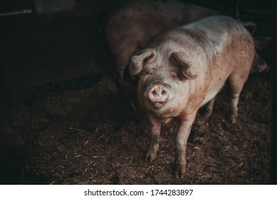 
Big old pig looking at the camera - Shutterstock ID 1744283897