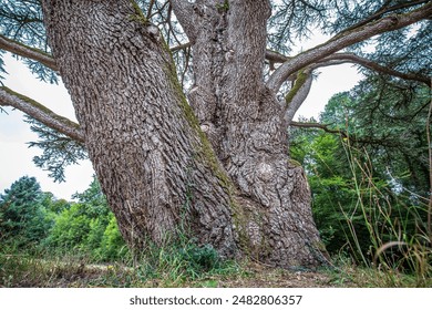 Big old Scots pine tree Pinus sylvestris with large tree trunk on a field