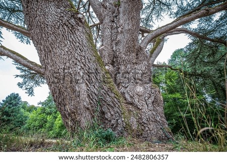 Big old Scots pine tree Pinus sylvestris with large tree trunk on a field