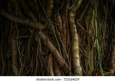 Big Old Tree Stock Photo 723164029 | Shutterstock