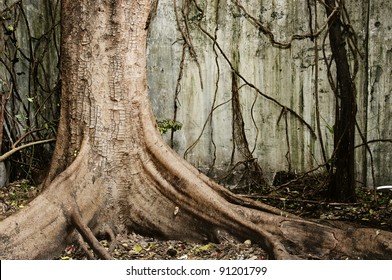 Big Old Tree