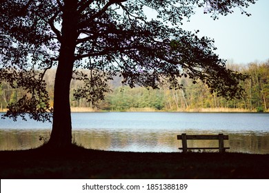 big old tree, a bench to rest by the calm lake. Place for mourning, relaxation, rest, me time