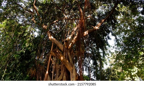 Big Old Tree With Hanging Roots At Lapangan Banteng Park, Jakarta