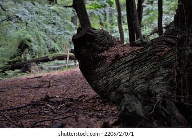 Big Old Tree Log In The Forest 