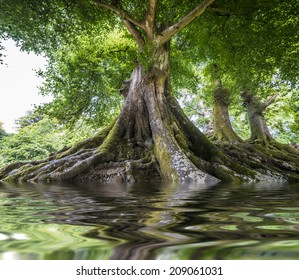 Big Old Tree And A River