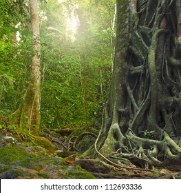 Big Old Tree Trunk With Roots In Rain Forest. Jungle Landscape And Tropical Plants Environment