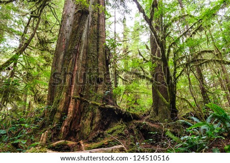 Similar – Image, Stock Photo Big old trunk in rainforest on Vancouver island, Canada