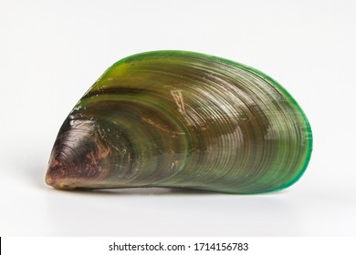 Big one fresh raw Green lipped mussel from Philippines