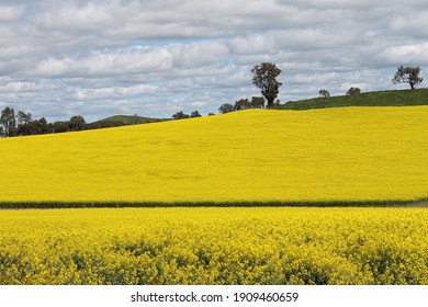 Big Open Field Of Bright Yellow Canola.