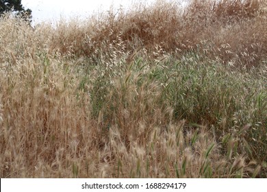 Big Open Field In The Hills In Oakland, California.