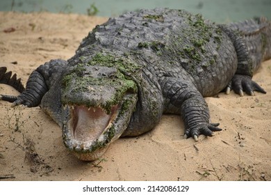Big open mouth of scaly crocodile looking at camera with a huge smile