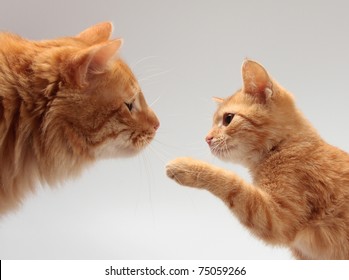 Big Orange Cat And A Little Orange Kitten