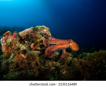 Big Orange Octopus In A Blue Deep Of Indian Ocean On Maldives