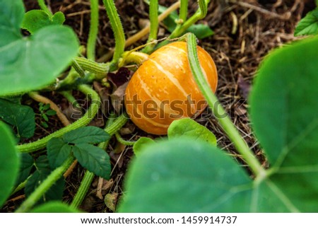 Big orange pumpkin growing on bed in garden, harvest organic vegetables. Autumn fall view on country style. Healthy food vegan vegetarian baby dieting concept. Local garden produce clean food