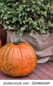 Big Orange Pumpkin Over Background Of Fir Tree. Autumn Composition.