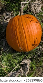 Big orange pumpking at the pumpkin patch