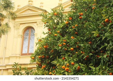 Big Orange Tree With Many Fresh Oranges Growing In Front Of An Yellow Building With Decorative Window. Green Tree Full Of Oranges In The Front, Window Of An Yellow Building Blurred In The Background.