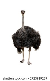 The big ostrich bird on white background have path 