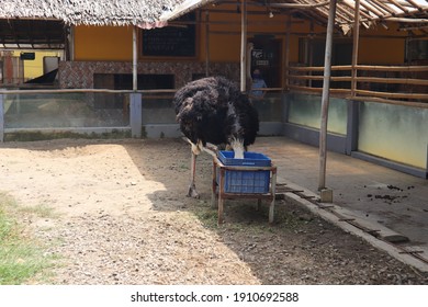A Big Ostrich Eating  In A Zoo