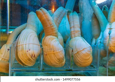 Big Pacific Geoduck Clams Fresh Seafood At Shelf