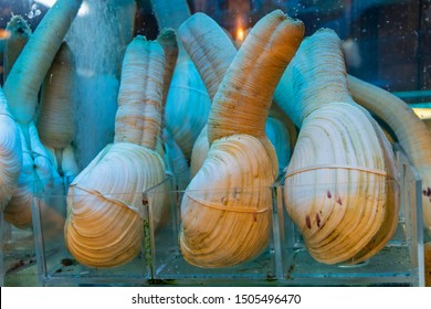 Big Pacific Geoduck Clams Fresh Seafood At Shelf