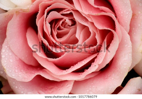 Big Pale Pink Rose Floral Wedding Stock Photo Edit Now 1017786079