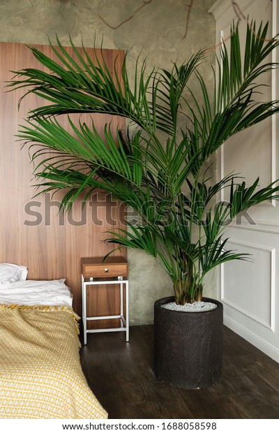 Big palm tree in the\
interior