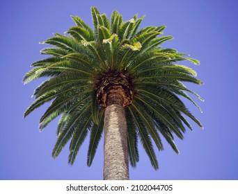 A big palm tree low-angle shot.