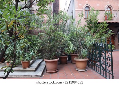 Big Palnts In Pot Outside The House 