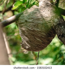 Big Paper Wasp Nest Built In Backyard Tree In Need Of Removal