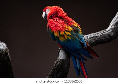 Big parrot Red-and-green Macaw 