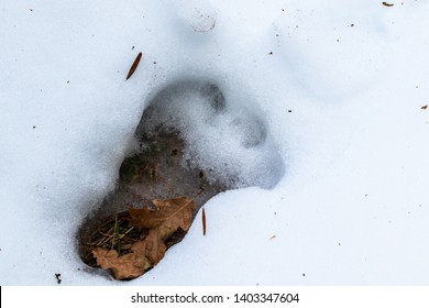 Big Paw Print In The Snow, A Yeti Or A Woozle