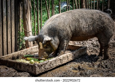 A big pig eating scraps in a slop container - Shutterstock ID 2022902672