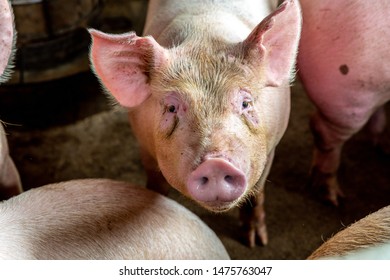 Big Pig In Hog Farms, Animal And Pigs Farm Industry