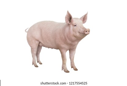  Big Pig Isolated On White Background