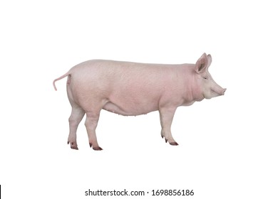  Big Pig Isolated On White Background