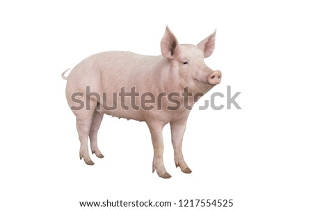  big pig isolated on white background