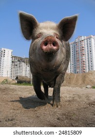 big naked greasy pigs Big naked greasy pigs